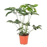 Indoor-Helden Philodendron 'Green Wonder' - Baumfreund, Topf-Ø: 24 cm, Höhe: 80 cm, Baumlieb, Zimmerpflanze